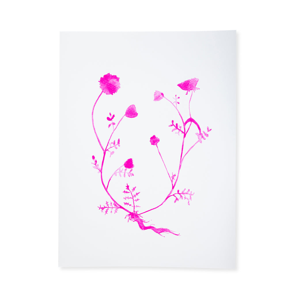 Botanical Print - Pink - Furbish Studio