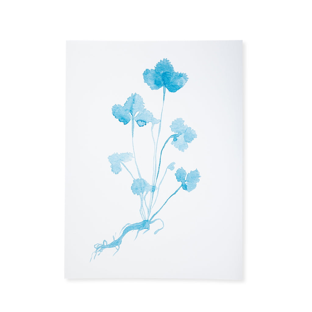 Botanical Print - Blue - Furbish Studio